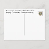 Sepia Yellowstone Bizon met Vogel Briefkaart (Achterkant)