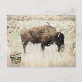 Sepia Yellowstone Bizon met Vogel Briefkaart
