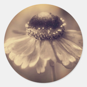 Sepia Zinnia Flower Ronde Sticker