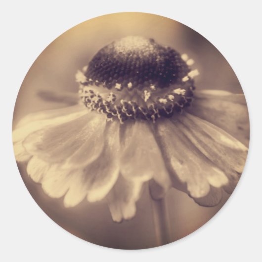  Sepia Zinnia Flower Ronde Sticker (Voorkant)