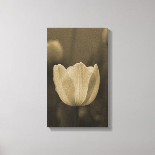 Sepiatint enkele tulp bloesem van dichtbij canvas afdruk (Voorkant)