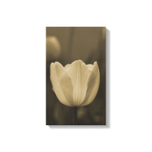 Sepiatint enkele tulp bloesem van dichtbij