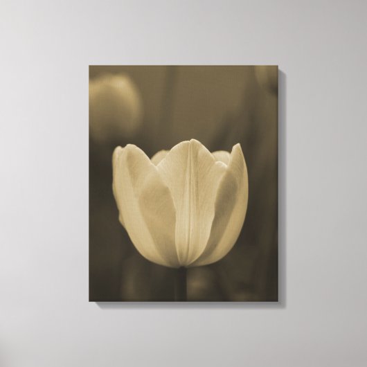 Sepiatint enkele tulp bloesem van dichtbij canvas afdruk (Voorkant)