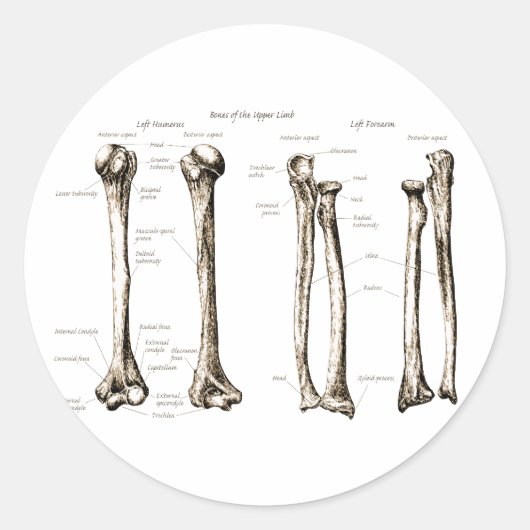 Sepie van bovenste ledemaat ronde sticker (Voorkant)