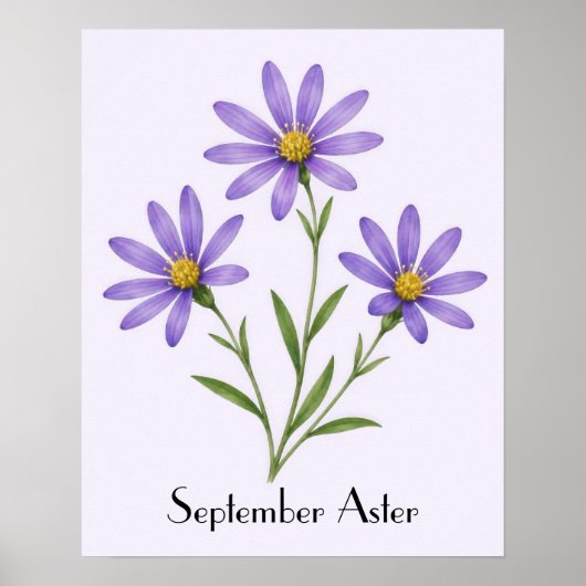September Aster Bloemen Poster (Voorkant)