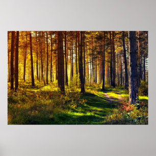 September Forest Poster