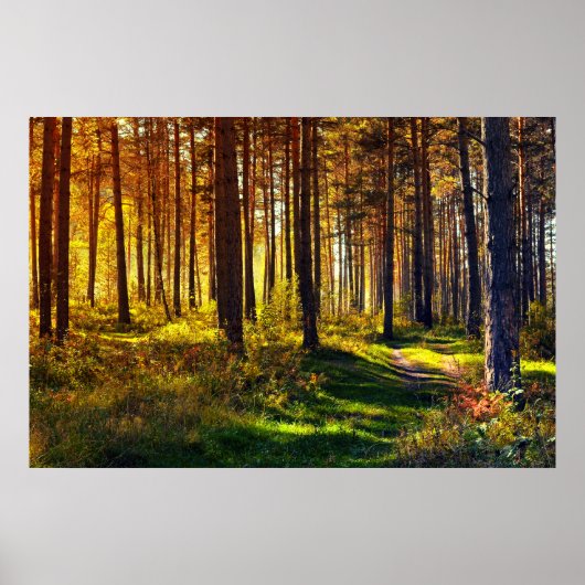 September Forest Poster (Voorkant)