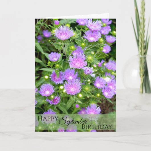 September Geboortebloem Paarse Stoker Asters Kaart (Voorkant)