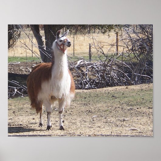 September Lama Close-up Poster (Voorkant)