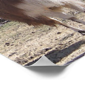 September Llama Closeup Poster (Hoek)