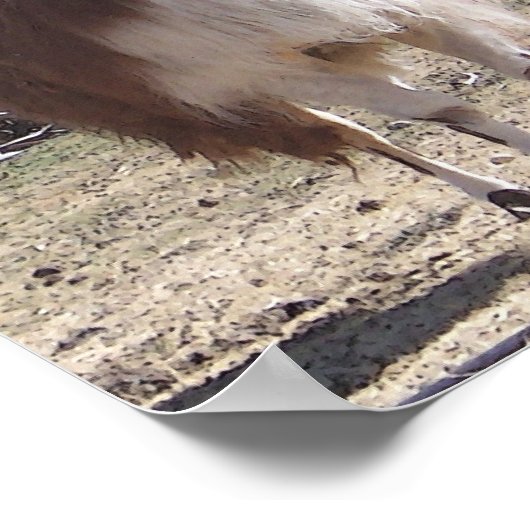 September Llama Closeup Poster (Hoek)