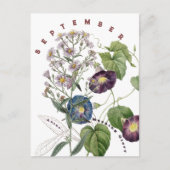 September Maand Bloemen Aster & Morgen Winde | Briefkaart (Voorkant)