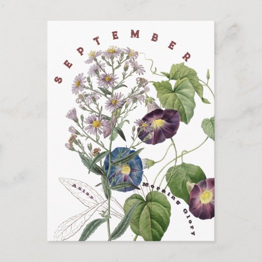 September Maand Bloemen Aster & Morgen Winde | Briefkaart (Voorkant)