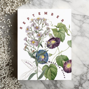 September Maand Bloemen Aster & Morgen Winde   Briefkaart