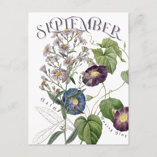 September maand Bloemen Aster Morning Glory Fancy Briefkaart (Voorkant)