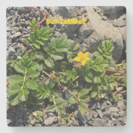 SEPTEMBER STENEN ONDERZETTER