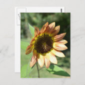 September Sunflower Post Card Briefkaart (Voorkant / Achterkant)
