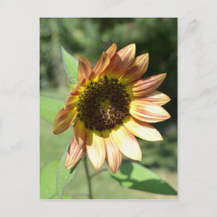 September Sunflower Post Card Briefkaart