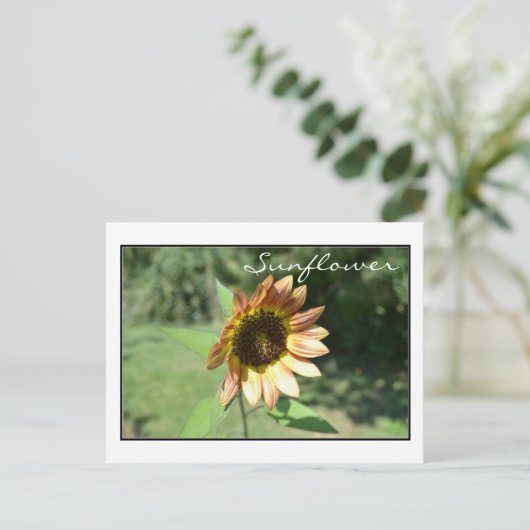 September Sunflower Post Card Briefkaart (Staand voorkant)