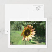September Sunflower Post Card Briefkaart (Voorkant / Achterkant)
