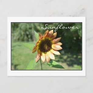September Sunflower Post Card Briefkaart