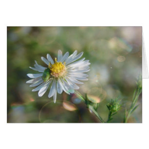 September Weed met Bokeh