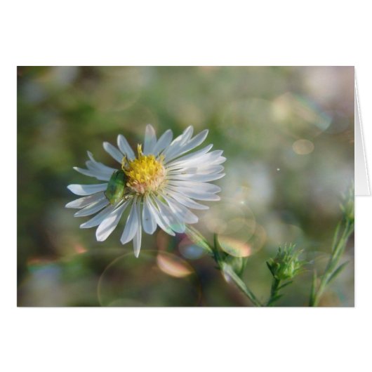 September Weed met Bokeh (Voorkant Horizontaal)