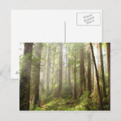 sequobossen briefkaart (Voorkant / Achterkant)