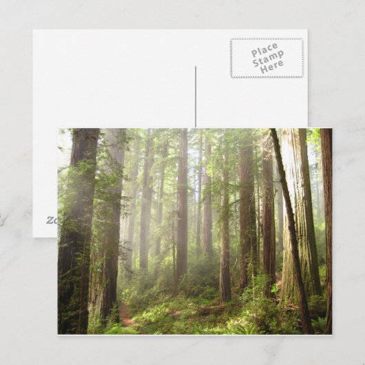 sequobossen briefkaart (Voorkant / Achterkant)