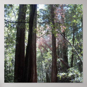 sequobossen poster