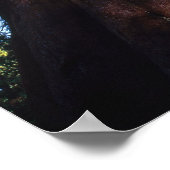 Sequoia bomen poster (Hoek)