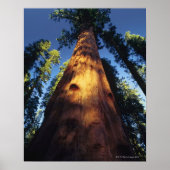 Sequoia bomen poster (Voorkant)