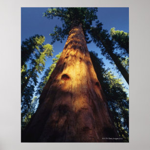 Sequoia bomen poster