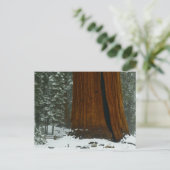 Sequoia-boom in het Briefkaart van de winter (Staand voorkant)