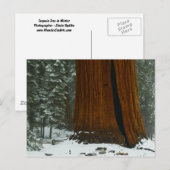 Sequoia-boom in het Briefkaart van de winter (Voorkant / Achterkant)