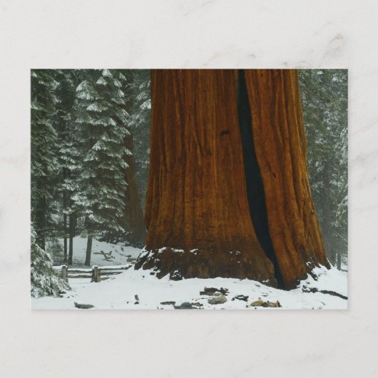 Sequoia-boom in het Briefkaart van de winter (Voorkant)