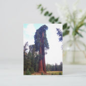 Sequoia Briefkaart (Staand voorkant)