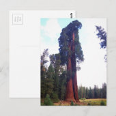Sequoia Briefkaart (Voorkant / Achterkant)