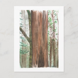 sequoia-briefkaart briefkaart