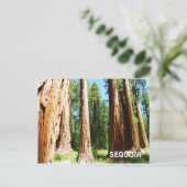 Sequoia Briefkaart! Briefkaart (Staand voorkant)