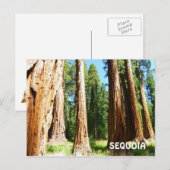 Sequoia Briefkaart! Briefkaart (Voorkant / Achterkant)