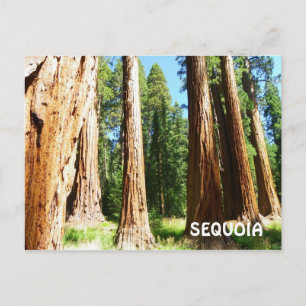 Sequoia Briefkaart! Briefkaart