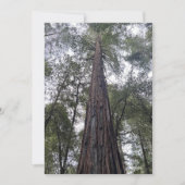Sequoia Flat Kerstkaart (Voorkant)