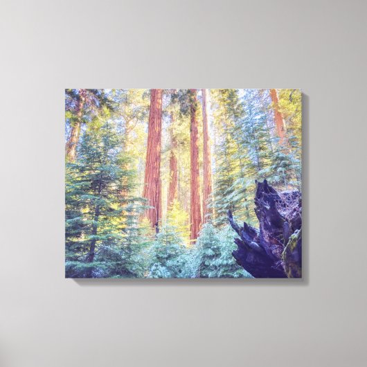 Sequoia Forest Canvas Afdruk (Voorkant)