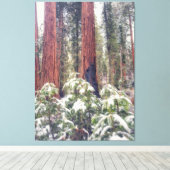 Sequoia Forest in de winter Canvas Afdruk (Insitu (Houten vloer))