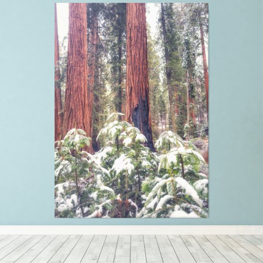 Sequoia Forest in de winter Canvas Afdruk (Insitu (Houten vloer))