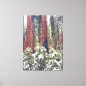Sequoia Forest in de winter Canvas Afdruk (Voorkant)