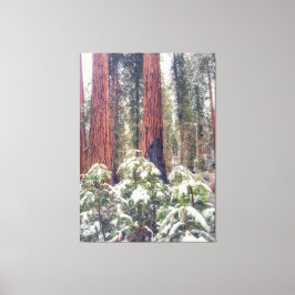 Sequoia Forest in de winter Canvas Afdruk