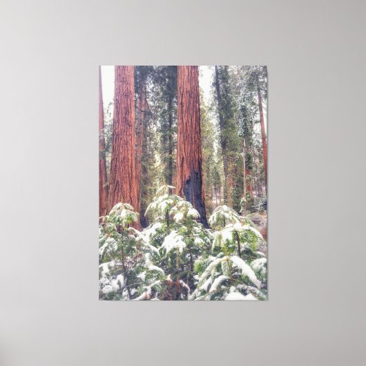 Sequoia Forest in de winter Canvas Afdruk (Voorkant)