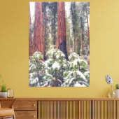 Sequoia Forest in de winter Canvas Afdruk (Insitu (Woonkamer))